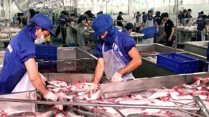 La filière pangasius optimiste quant à ses exportations vers le marché du CPTPP