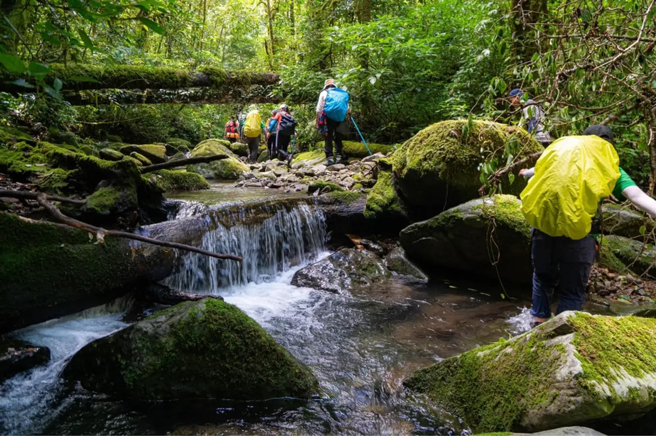 L’écotourisme forestier soutient les moyens d’existence et aide à conserver la biodiversité