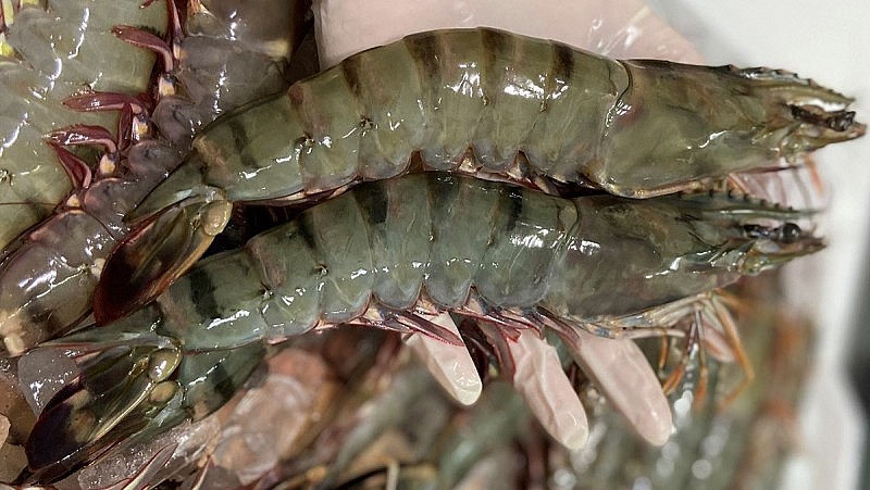 Combien devrait rapporter les exportations nationales de crevettes en 2023