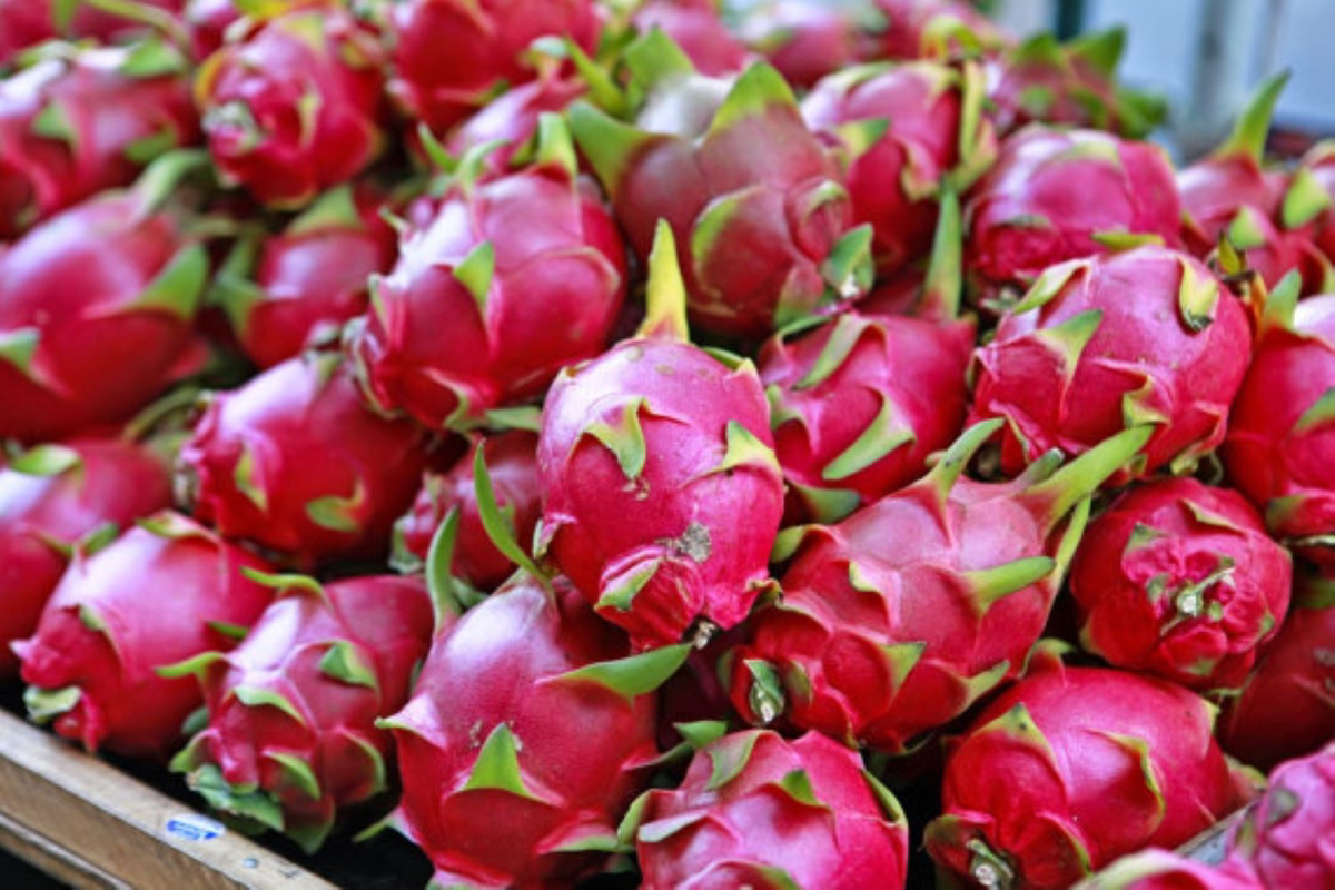Les produits agricoles vietnamiens de plus en plus présents au Moyen-Orient