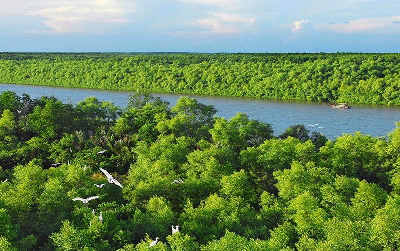 Le Vietnam a reboisé plus de 4 000 hectares de mangrove