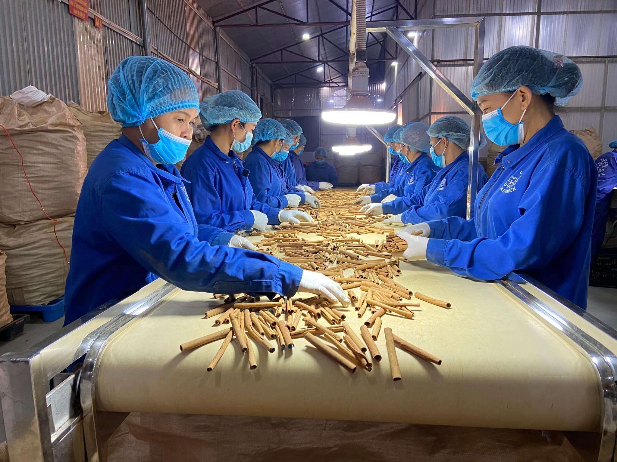 Opportunités d investir dans la cannelle au Vietnam