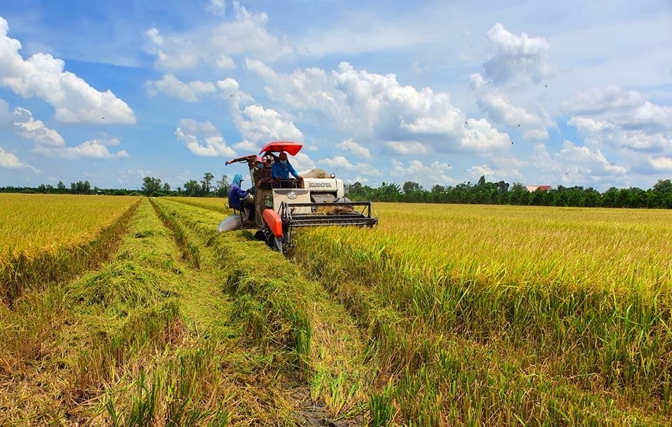 Les exportations de riz atteignent un niveau record depuis 1989