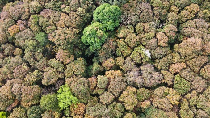 Élaboration du dossier de candidature de la Réserve mondiale de biosphère du plateau de Kon Tum à soumettre à l UNESCO