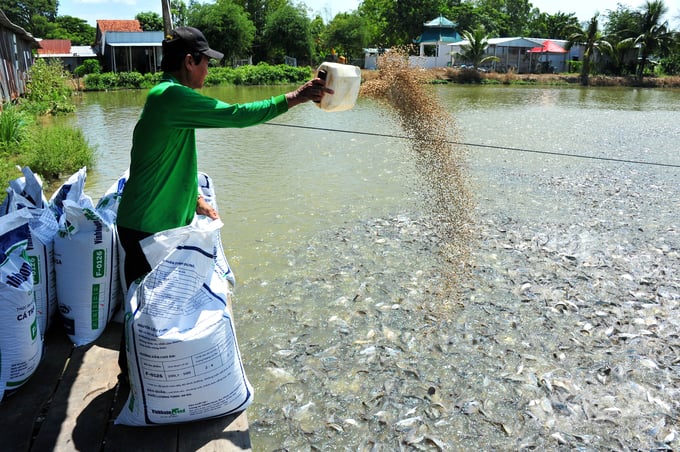 La production de pangasius devrait augmenter de 2,8  en 2024