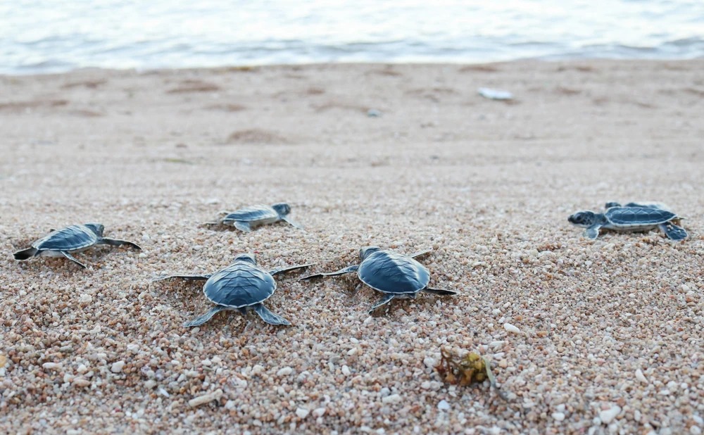 Protection de tortues marines à Ninh Thuan
