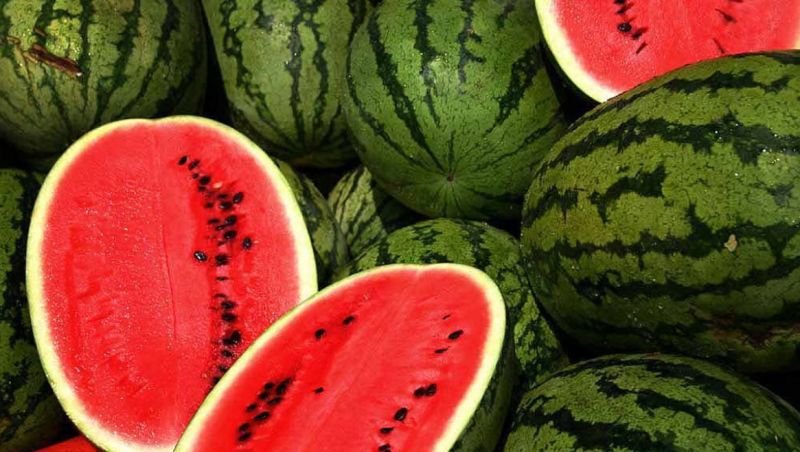 La pastèque vietnamienne autorisée à l exportation en Chine