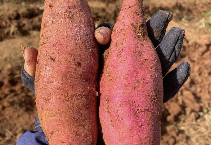 Bond des exportations de patates douces et de piment vers la Chine