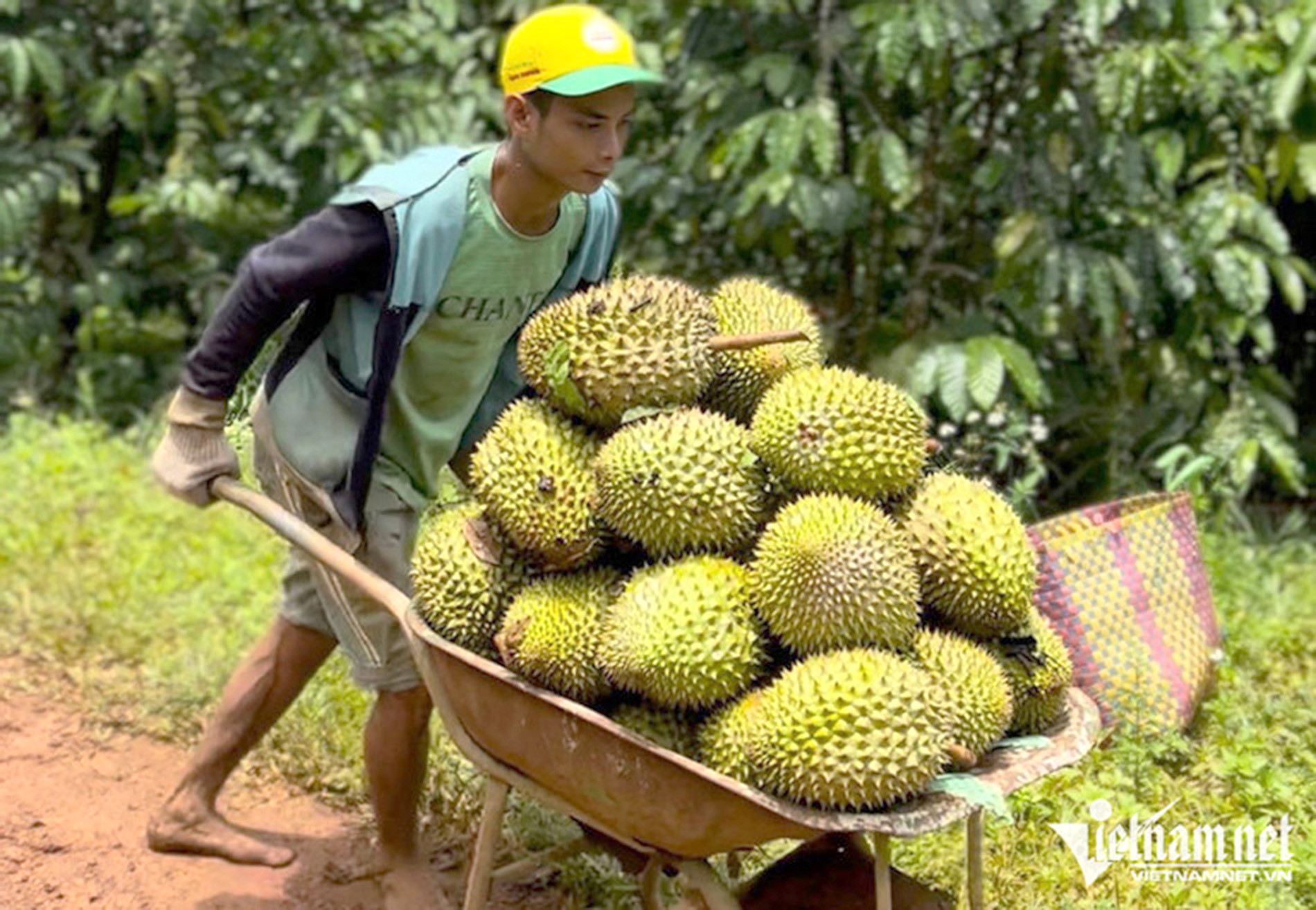 Les produits agricoles du Vietnam renforcent leur position sur le marché chinois