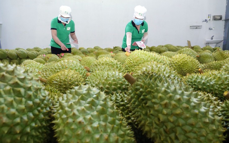 Les exportations de fruits et légumes du Vietnam sont estimées à 5,6 milliards de dollars
