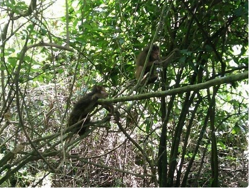 Dix primates rares relâchés dans la nature au parc national de Phong Nha-Ke Bang