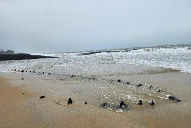 Hôi An se sert du radiocarbone pour dater une ancienne épave
