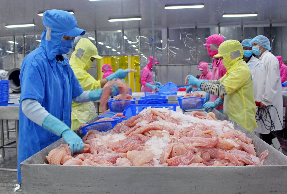 Le Vietnam vise deux milliards de dollars d exportations de pangasius en 2024