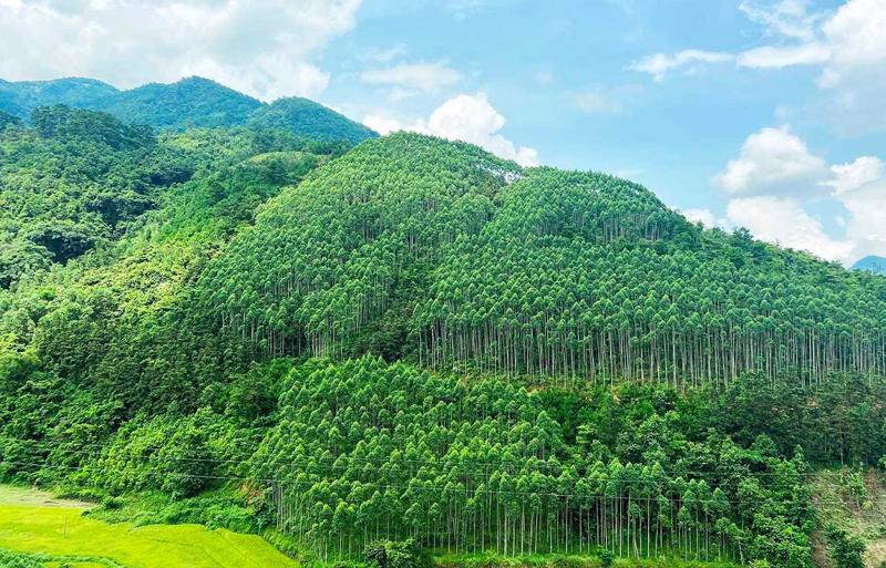 Le Vietnam réussit à vendre des crédits de carbone forestier d une valeur de 51,5 millions de dollars
