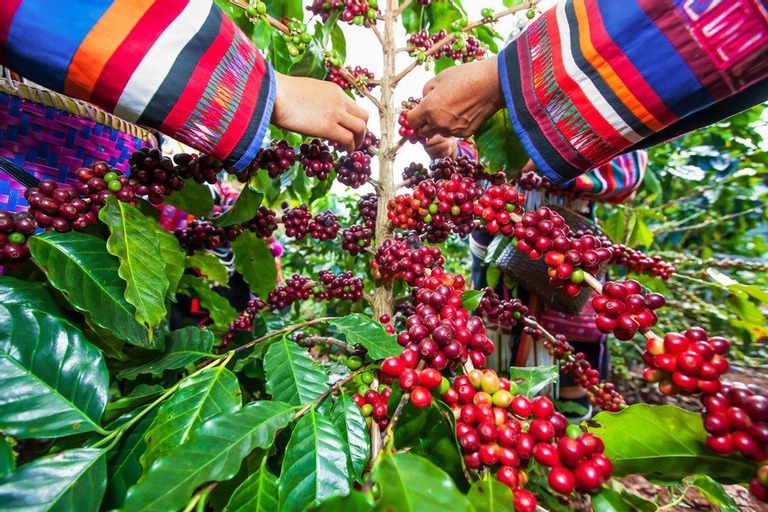 Café la filière vietnamienne vise 5 milliards d’USD d exportations en 2024
