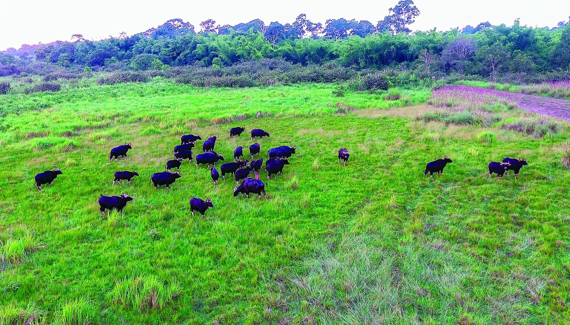 Dix aires protégées du Vietnam rejoignent la Liste verte de l UICN