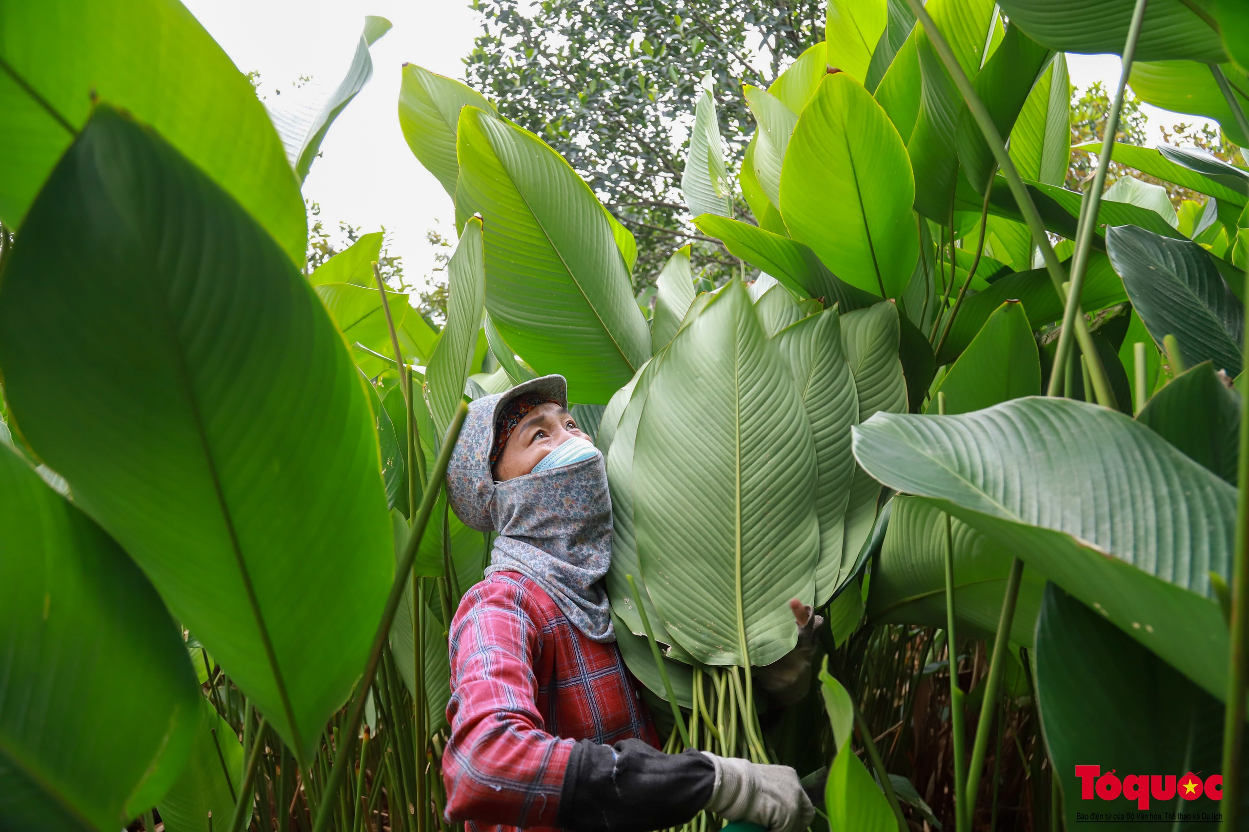 Du Trang Cat au Banh chung au goût du Têt