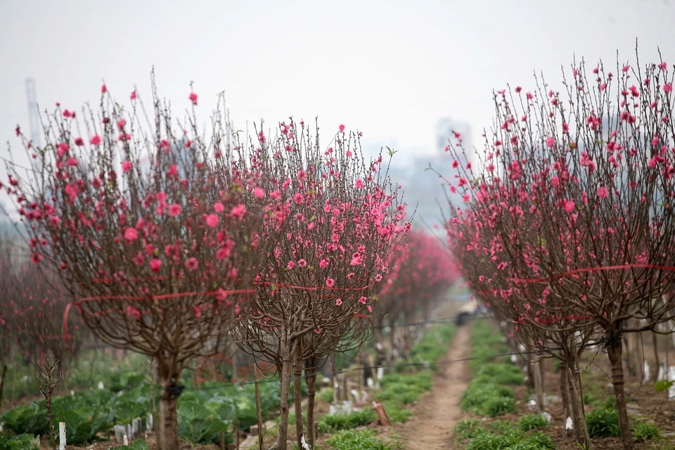 Des fleurs de pêcher de Nhât Tân attirent les clients