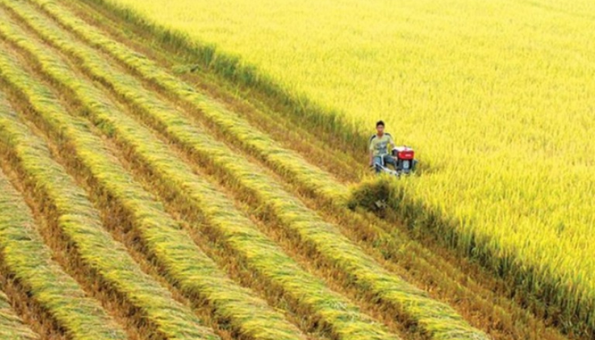 Le Vietnam mène la révolution agricole verte