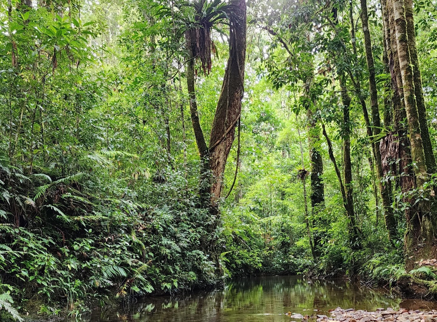 Objectif 2030 un million d hectares de surface boisées