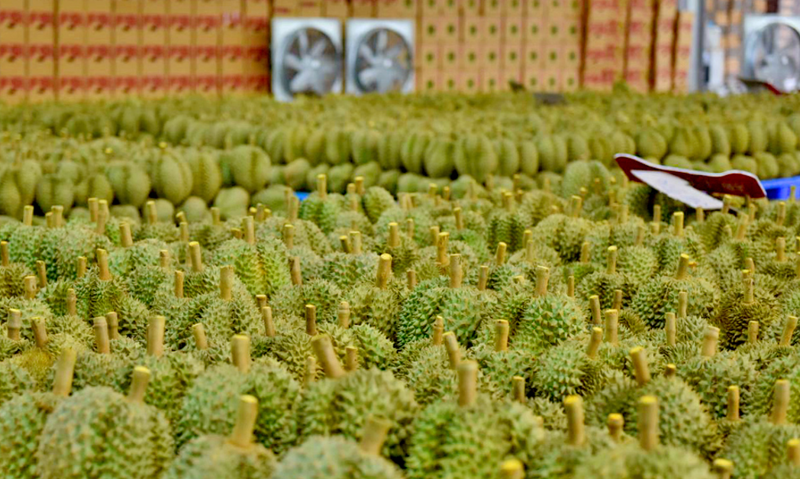 Porte ouverte aux fruits vietnamiens sur le marché chinois