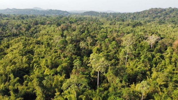 Un séminaire aborde les défis du développement forestier du Vietnam