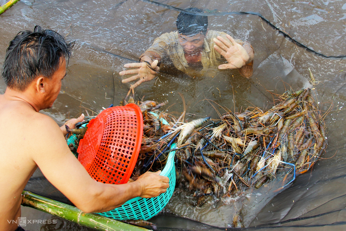 Les exportations nationales de crevettes devraient croître cette année