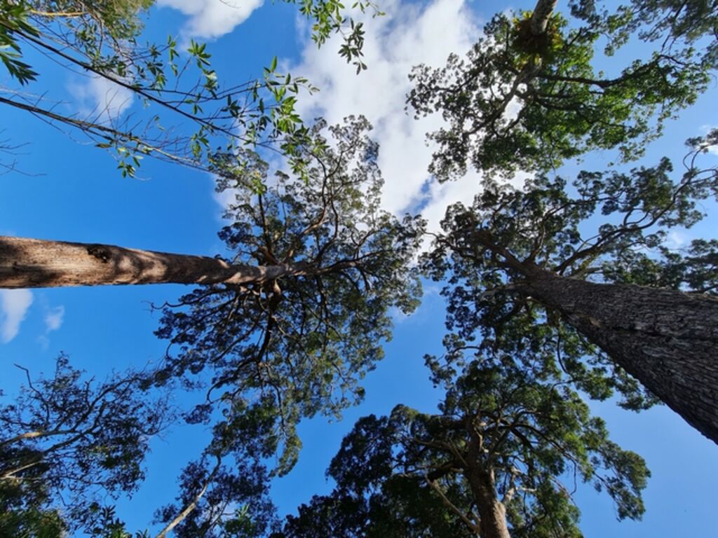 Crédits carbone forestier le Vietnam pourrait générer 5 000 mds de dôngs par an