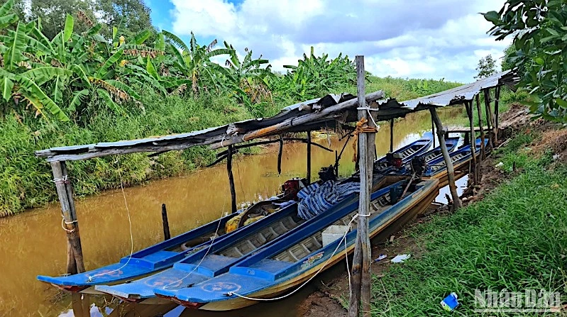 La forêt de cajeput de Ca Mau est en alerte rouge sur plus de 6 000 hectares