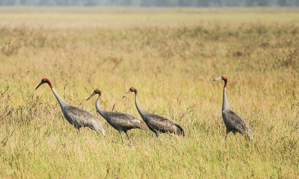 Le retour des grues à tête rouge au parc national Tram Chim à Dong Thap