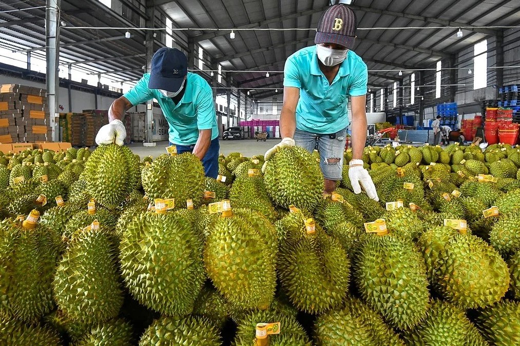 Le Vietnam, 2e fournisseur de fruits et légumes en Chine en 2023