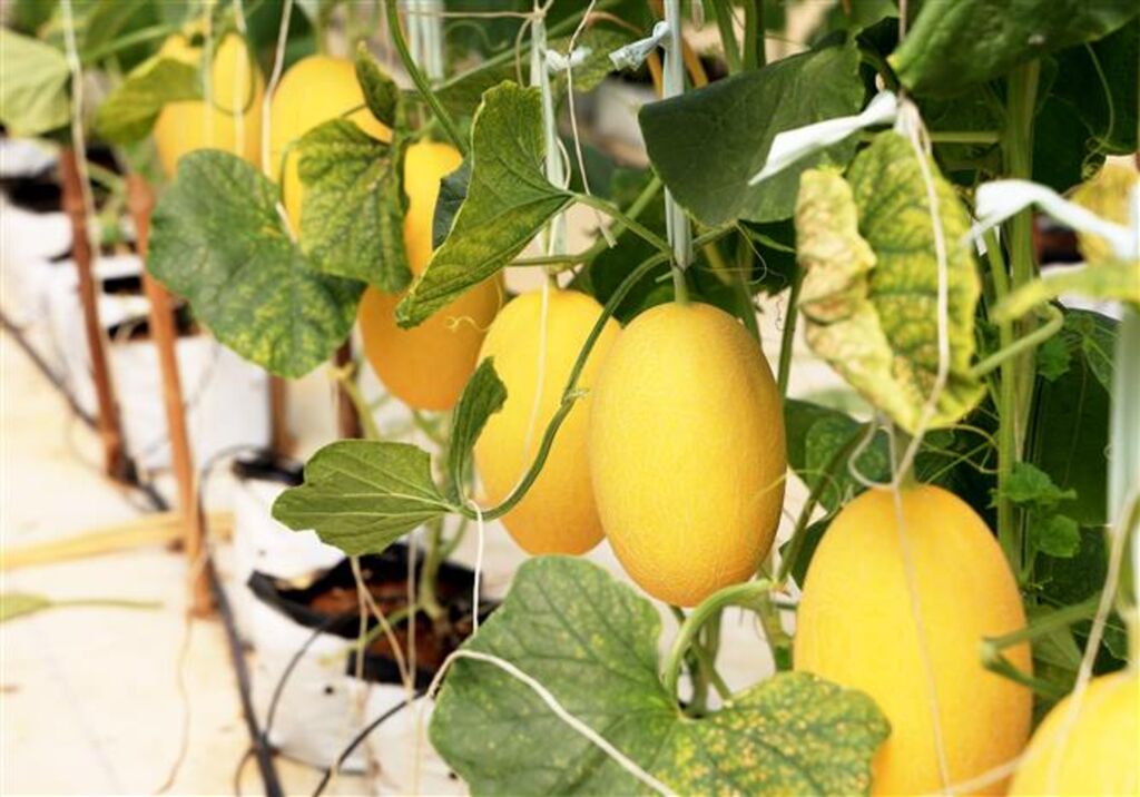 Promotion de l’agriculture organique vietnamienne en Australie