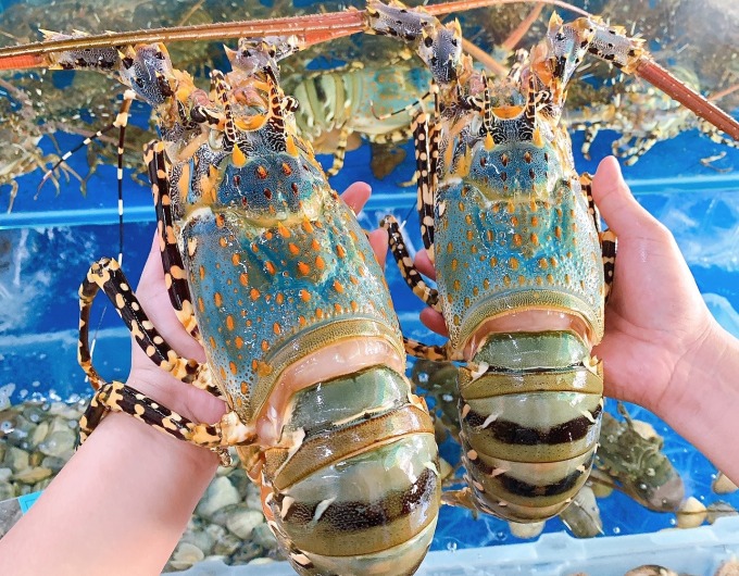Les exportations de langouste ont été multipliées par 18 en deux mois