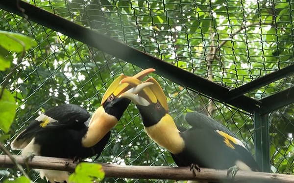 Le parc national de Phong Nha-Ke Bang reçoit 11 animaux sauvages