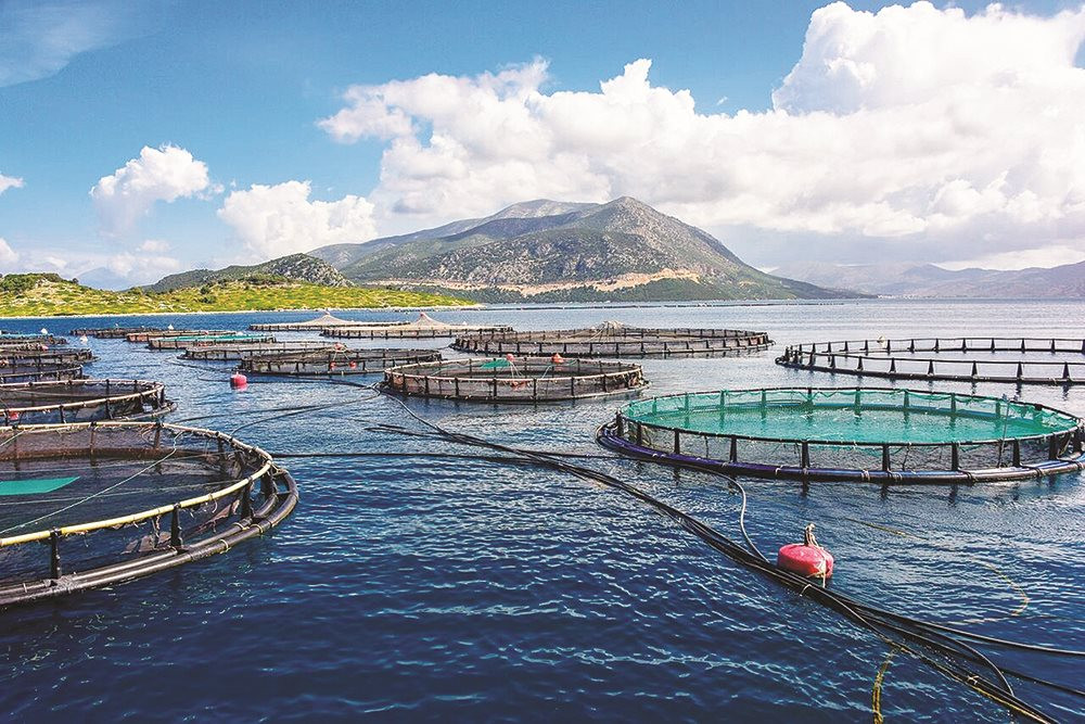 L aquaculture marine est cruciale pour la croissance économique