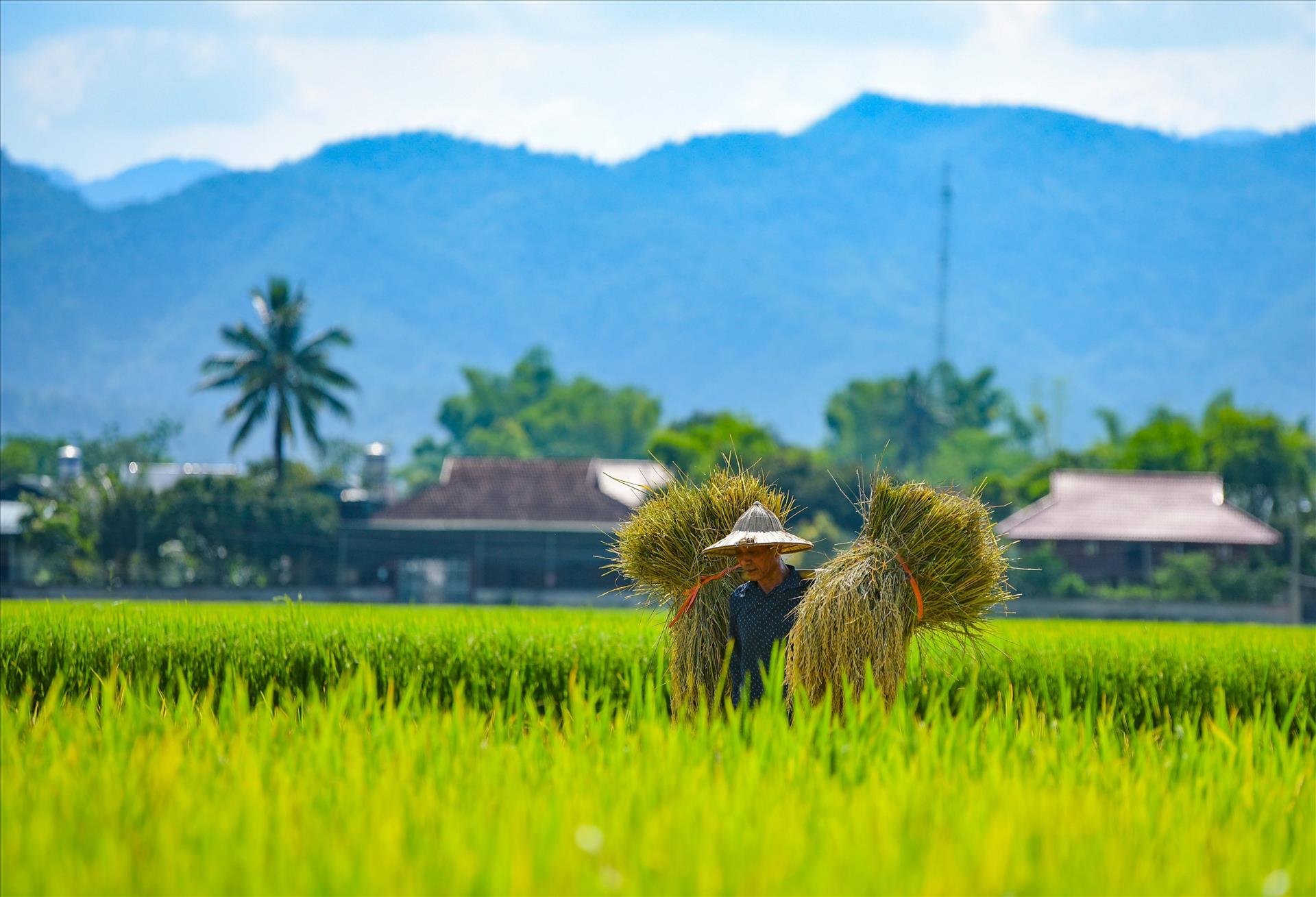 La saison dorée sur la plus grande rizière du Nord-Ouest