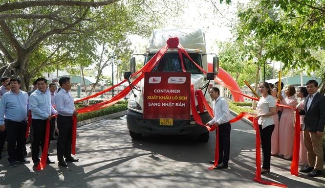 Dong Thap exporte au Japon un premier lot de racines de lotus