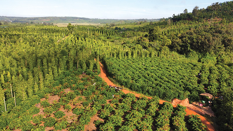 Les exportations de poivre diminuent en volume, mais augmentent en valeur