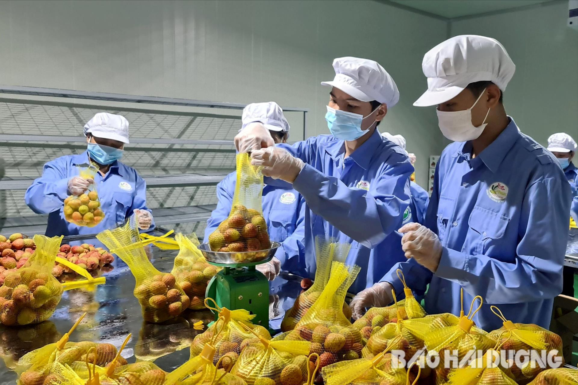 Les litchis Thanh Ha transportés par avion vers l Australie