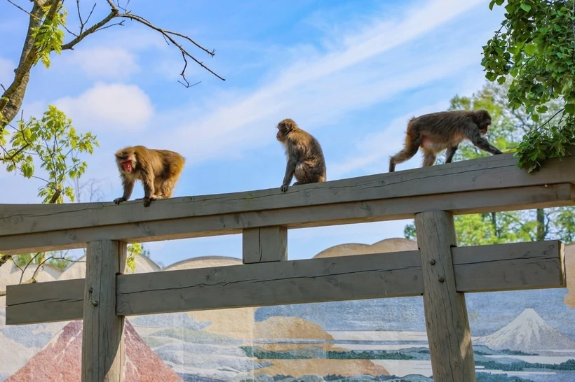 Lancement d un film sur les activités de la hotline de protection de la faune
