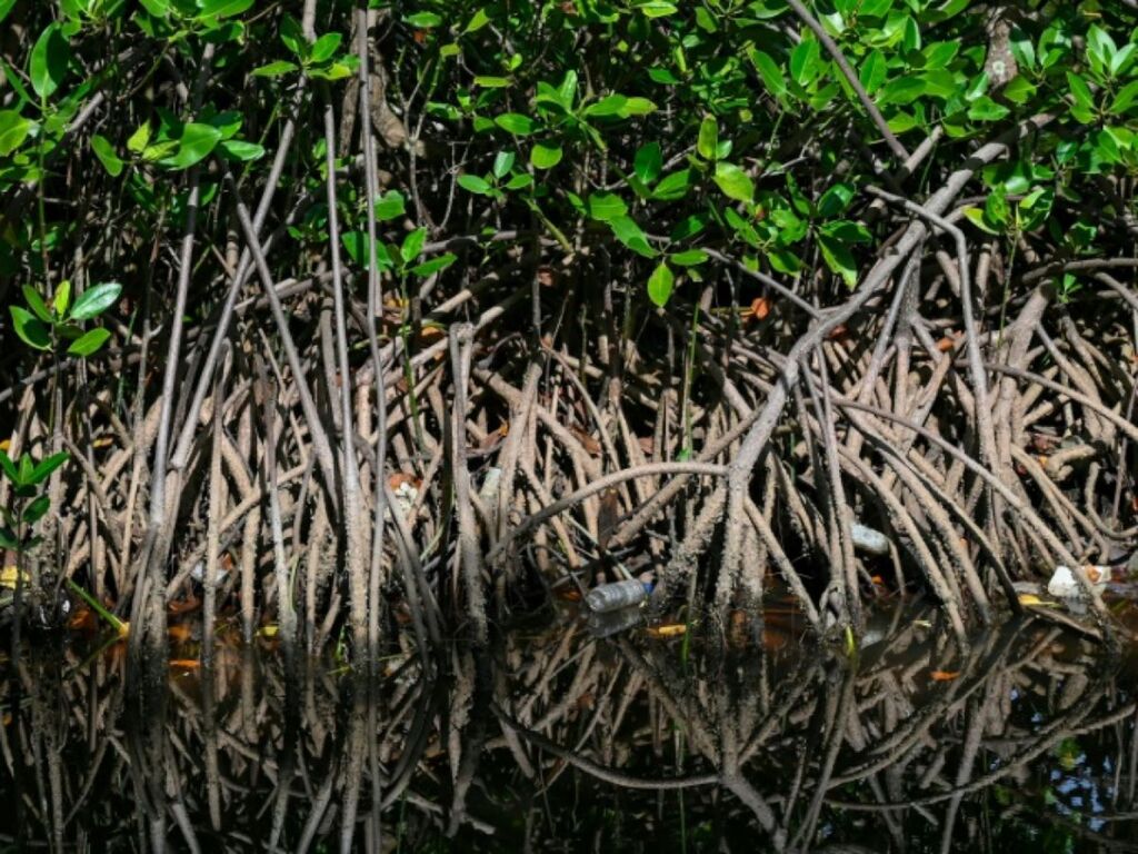 50 des écosystèmes de mangrove risquent de s effondrer