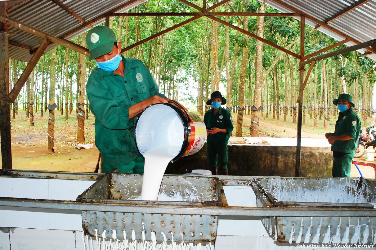 Les exportations de caoutchouc au cours des cinq mois estimées à 842 millions de dollars