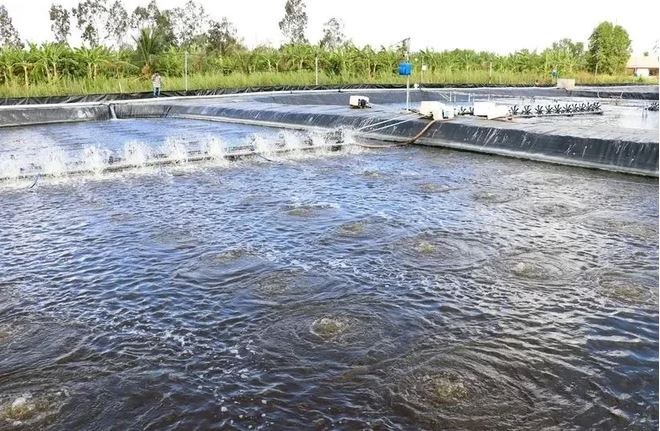 Cà Mau envisage de devenir le plus grand centre industriel de crevettes du Vietnam