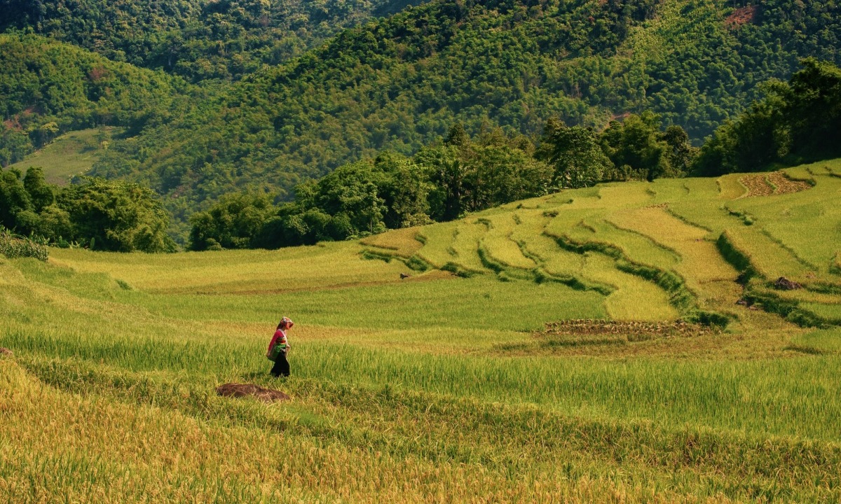 Pu Luong à la saison du riz prêt à être moissonné