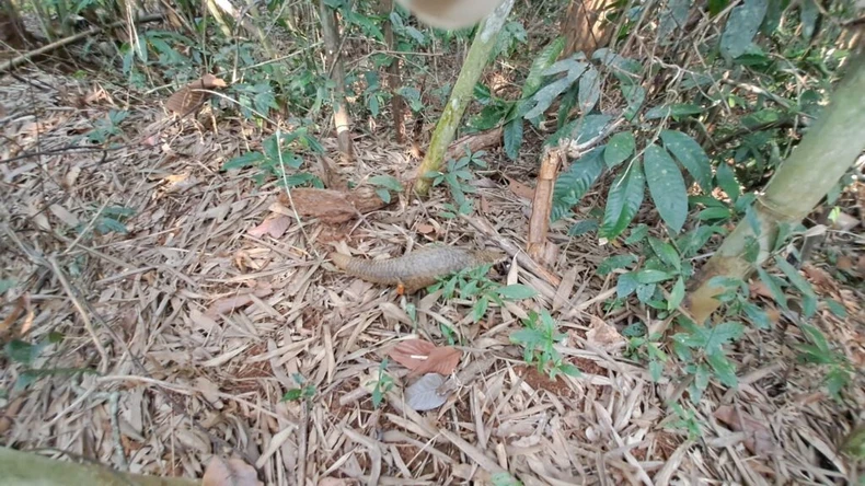 Plus de 20 animaux sauvages rares relâchés dans la nature