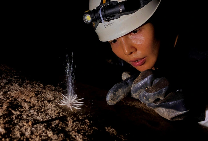 Une espèce inédite découvertes dans le parc national de Phong Nha - Ke Bang