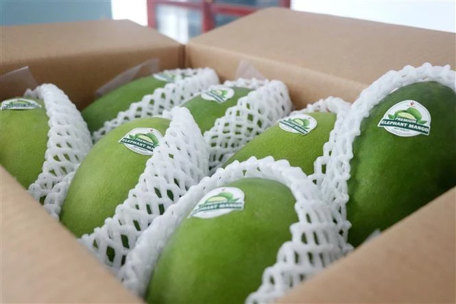 Can Tho exporte son premier lot de mangue verte vers l Australie et les États-Unis