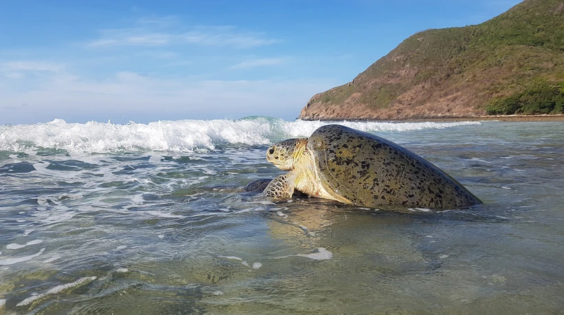 Con Dao pendant la saison de reproduction des tortues marines