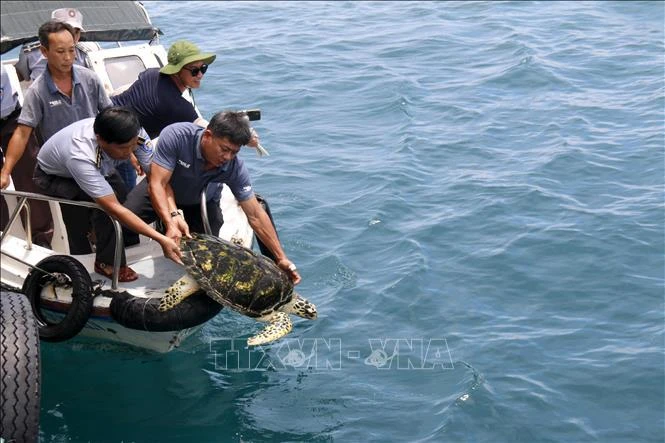 Binh Thuan trois tortues marines rares relâchées dans la nature