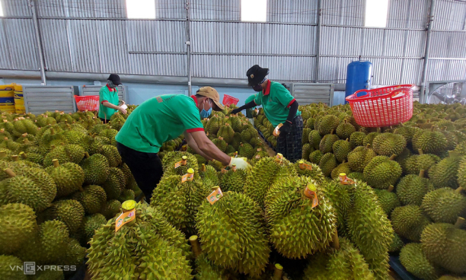 Les exportations de durian ont grimpé en flèche